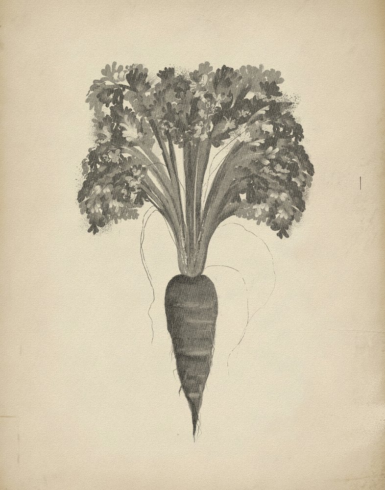Botanische tekening van een wortel door Josie George