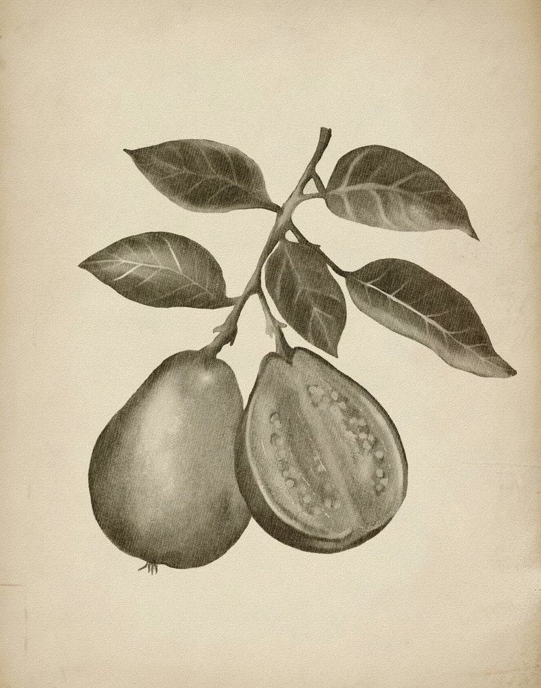Botanisch onderzoek naar de guave door Josie George