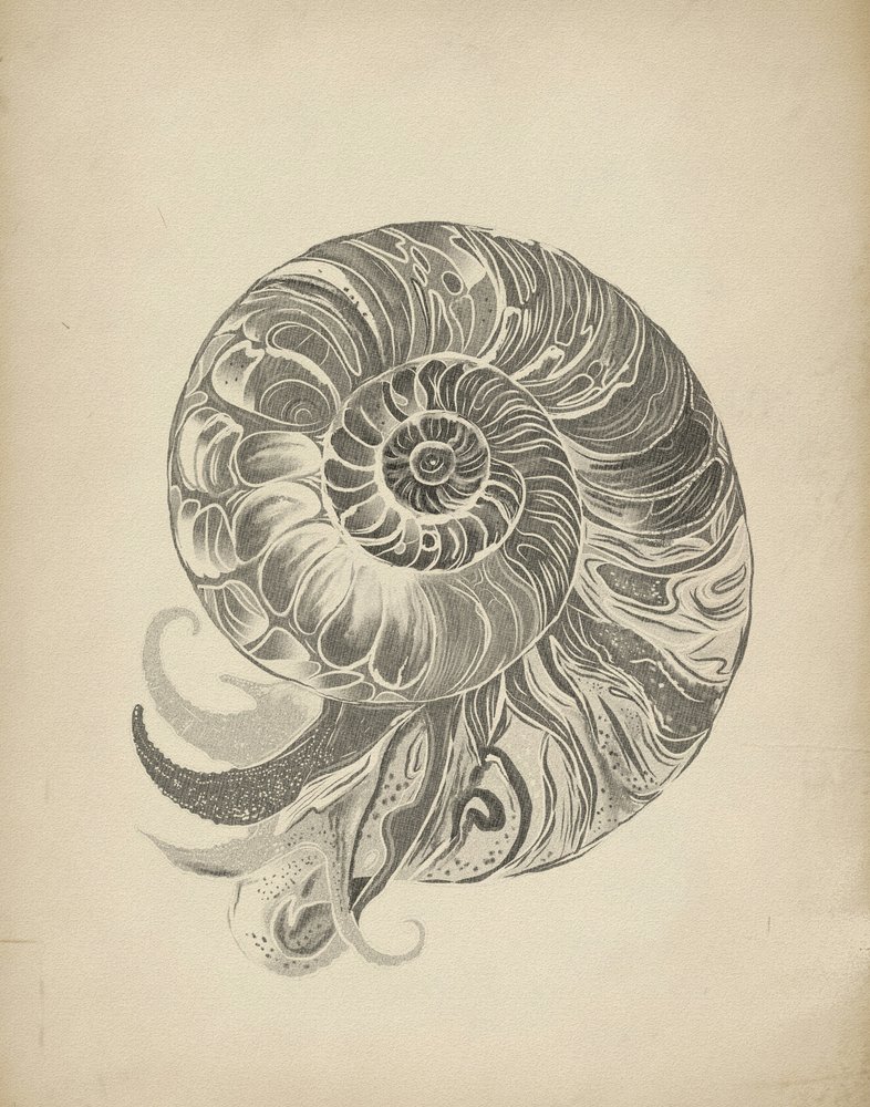 Ingewikkelde nautilusspiraal door Josie George