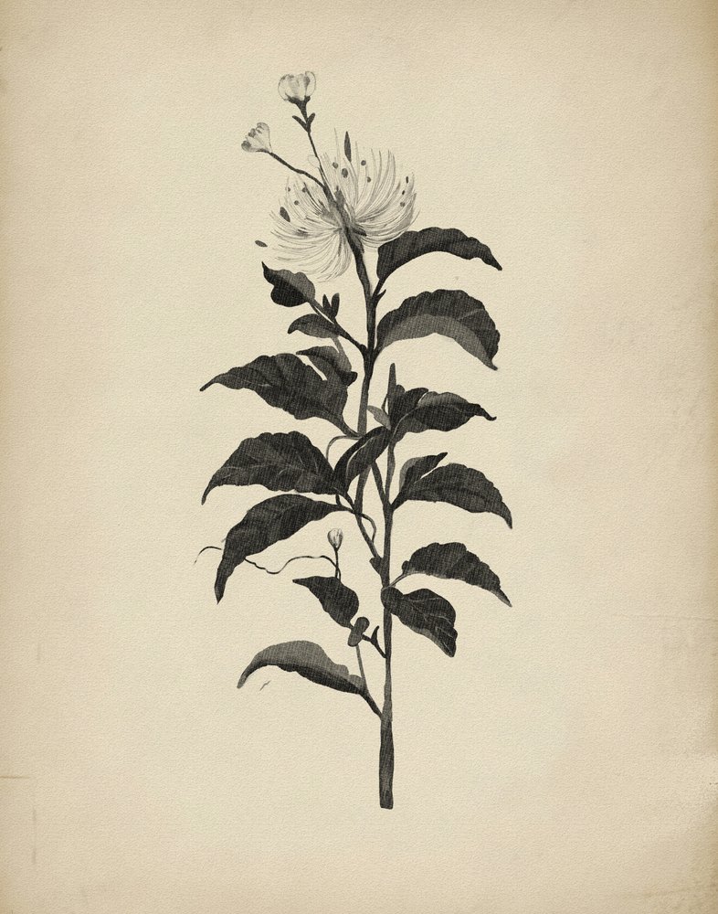 Vintage botanische illustratie door Josie George