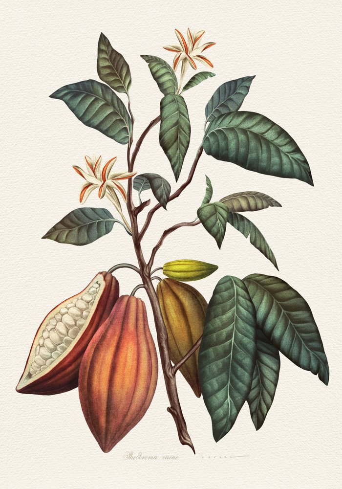 De cacaoplant door Juan Hernaz