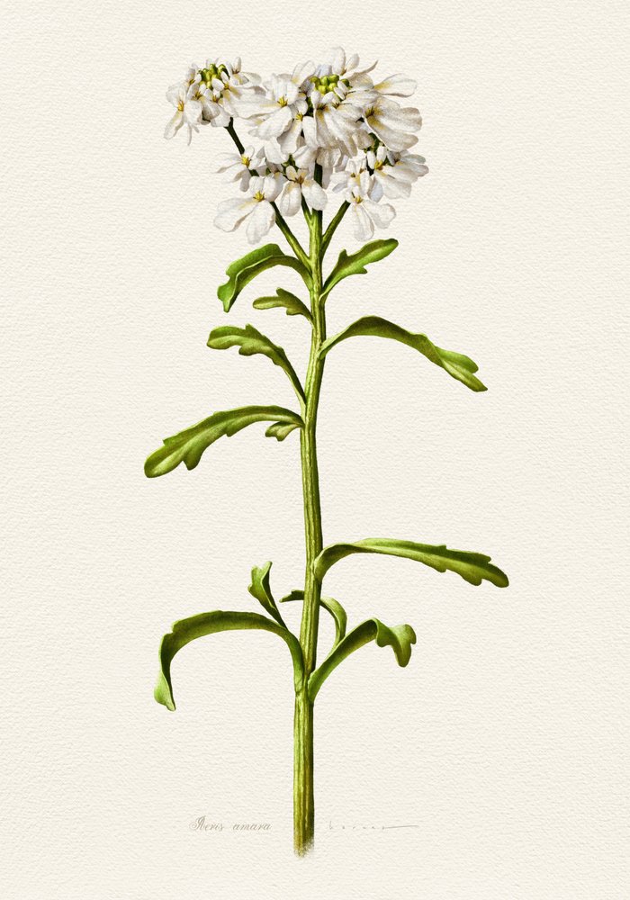 Witte candytuft (botanisch) door Juan Hernaz