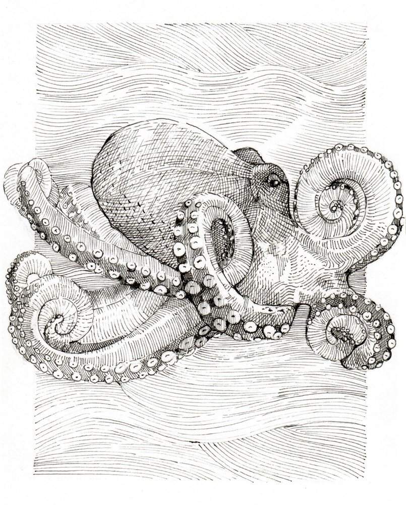 Zwart-witte lijntekening van een octopus door Katie O'Shea