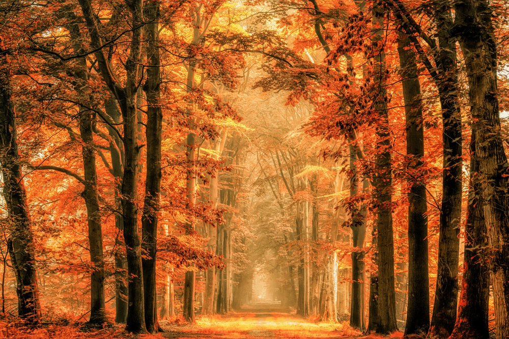  door Lars van de Goor †