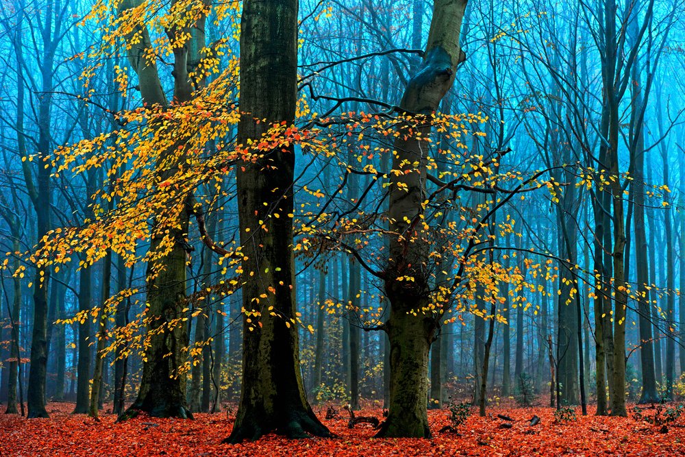  door Lars van de Goor †