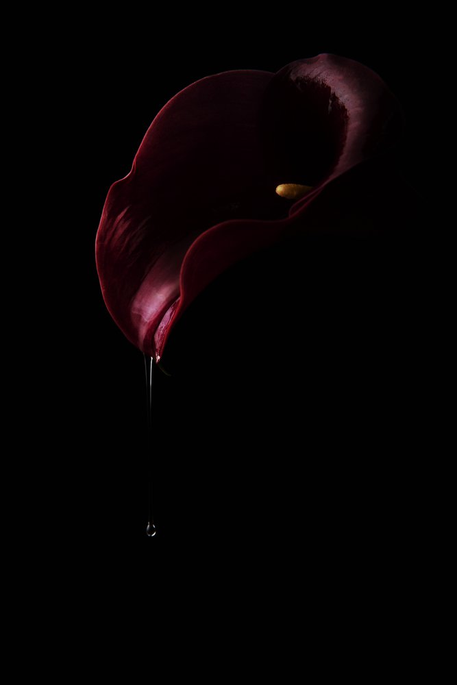 Dieprode Calla-druppel door Laura Benvenuti