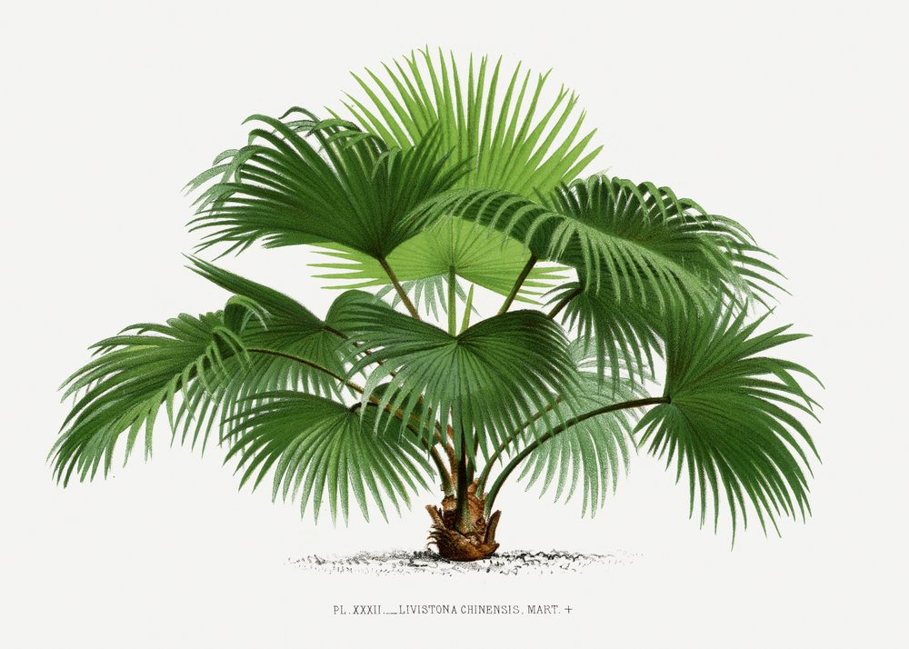  door Les Palmiers Histoire Iconographique
