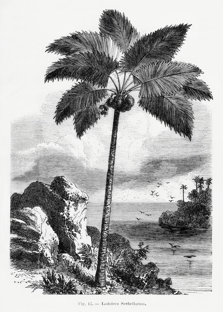  door Les Palmiers Histoire Iconographique