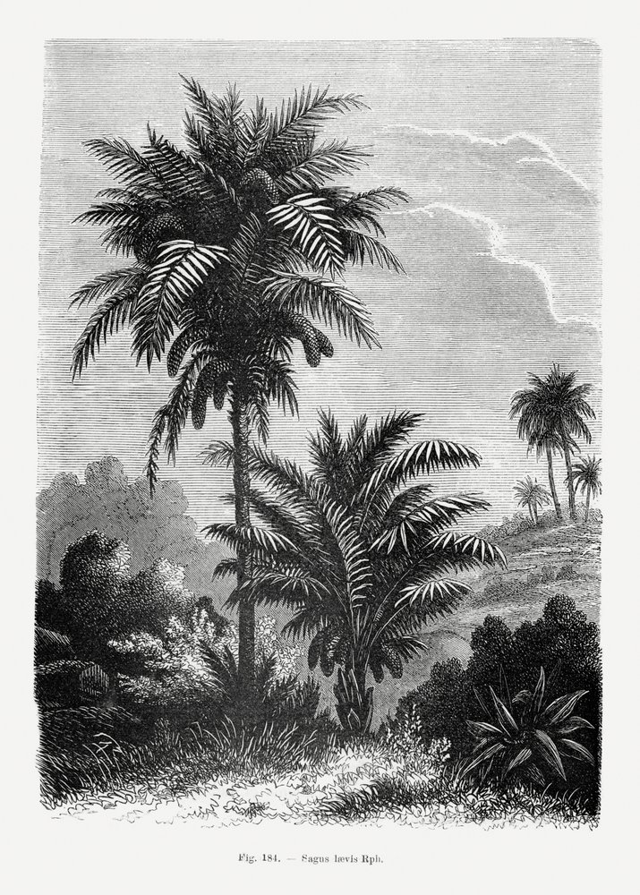  door Les Palmiers Histoire Iconographique