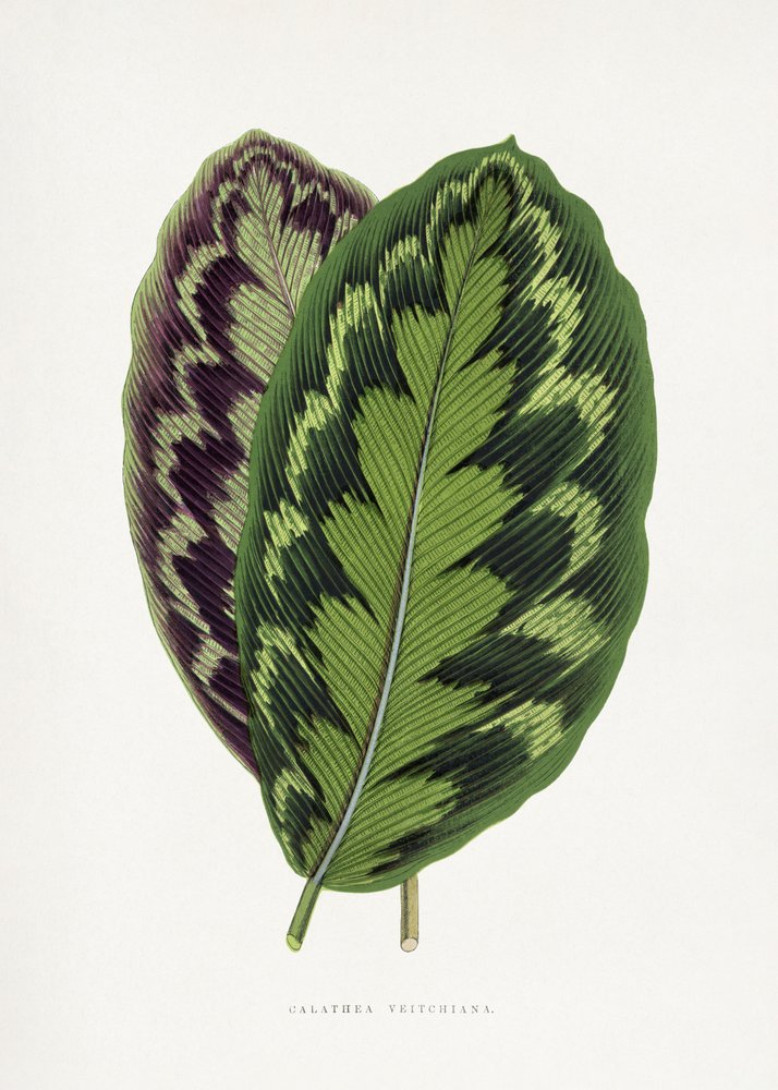  door Les Plantes a Feuillage Colore