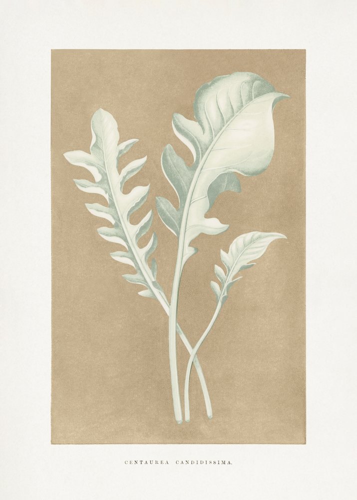  door Les Plantes a Feuillage Colore