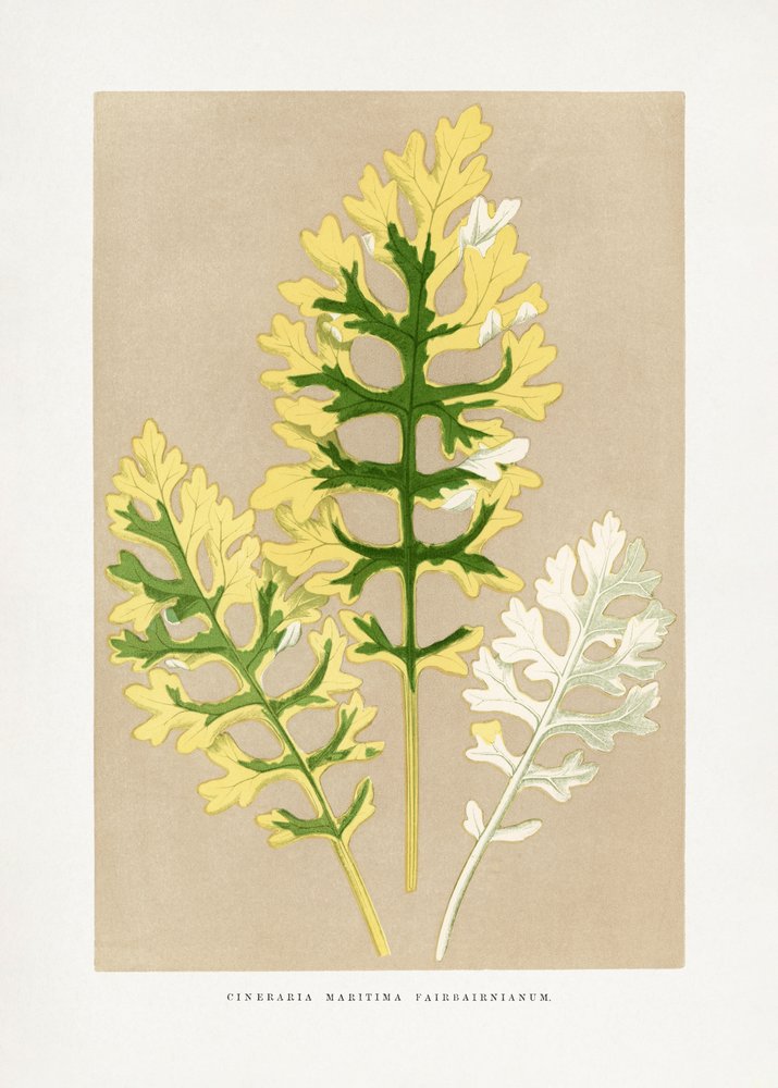  door Les Plantes a Feuillage Colore