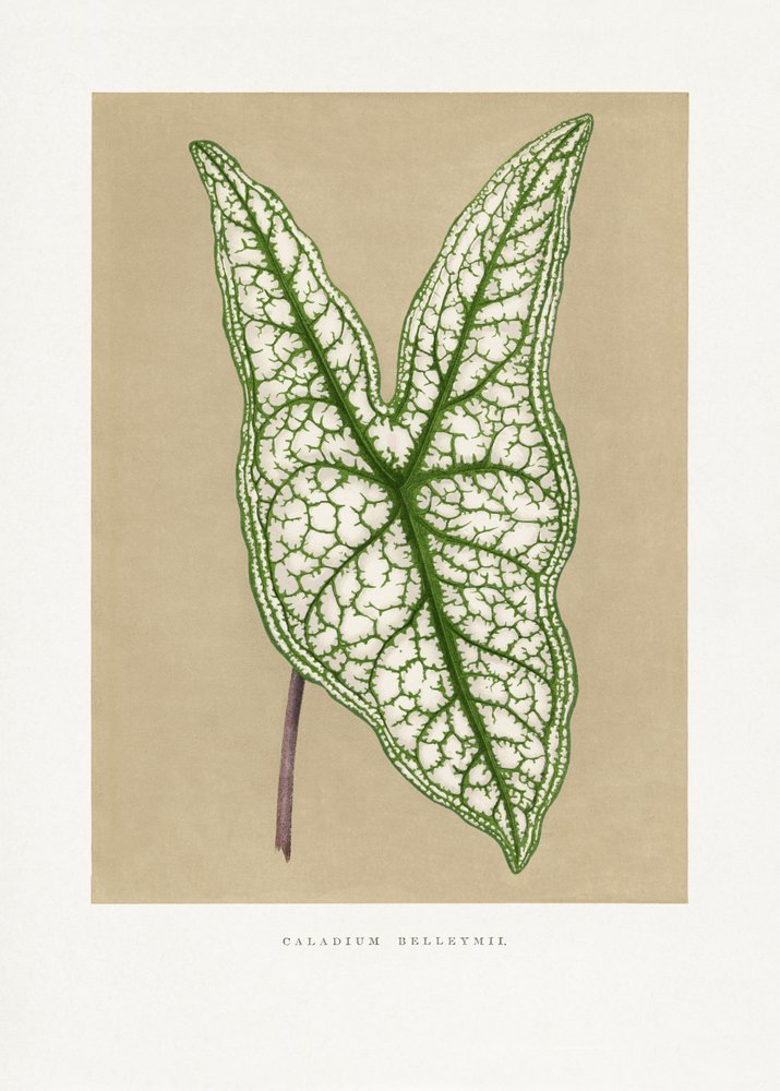  door Les Plantes a Feuillage Colore