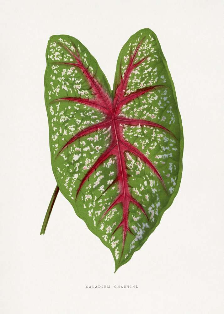  door Les Plantes a Feuillage Colore