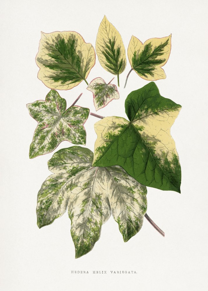  door Les Plantes a Feuillage Colore