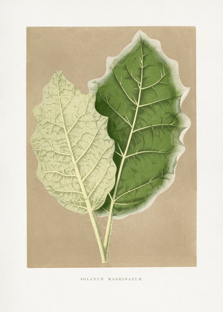  door Les Plantes a Feuillage Colore