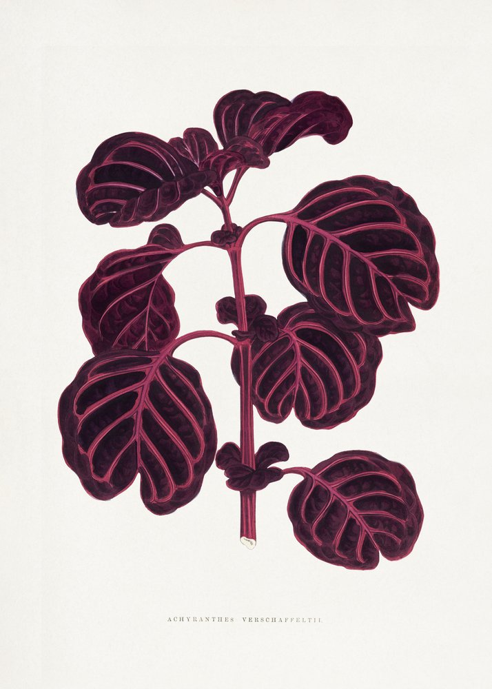  door Les Plantes a Feuillage Colore