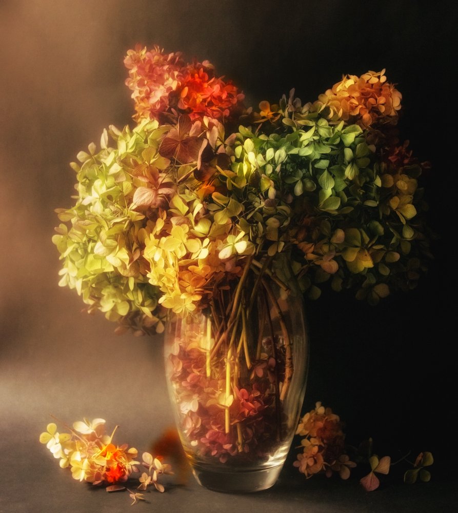 Stilleven met verwelkende hortensia