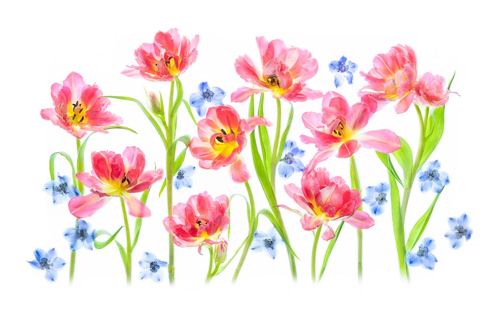 Zachtroze tulpen door Lydia Jacobs