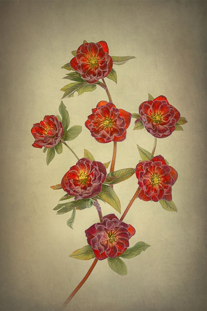 Helleborussen met dubbele Queen-bloemen door Lydia Jacobs