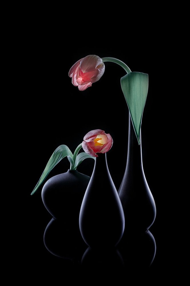 Elegante, stralende tulpen door Lydia Jacobs