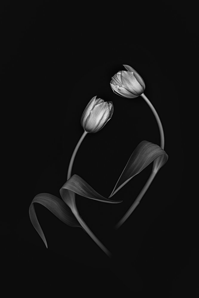 Elegante Tulip Duo door Lydia Jacobs