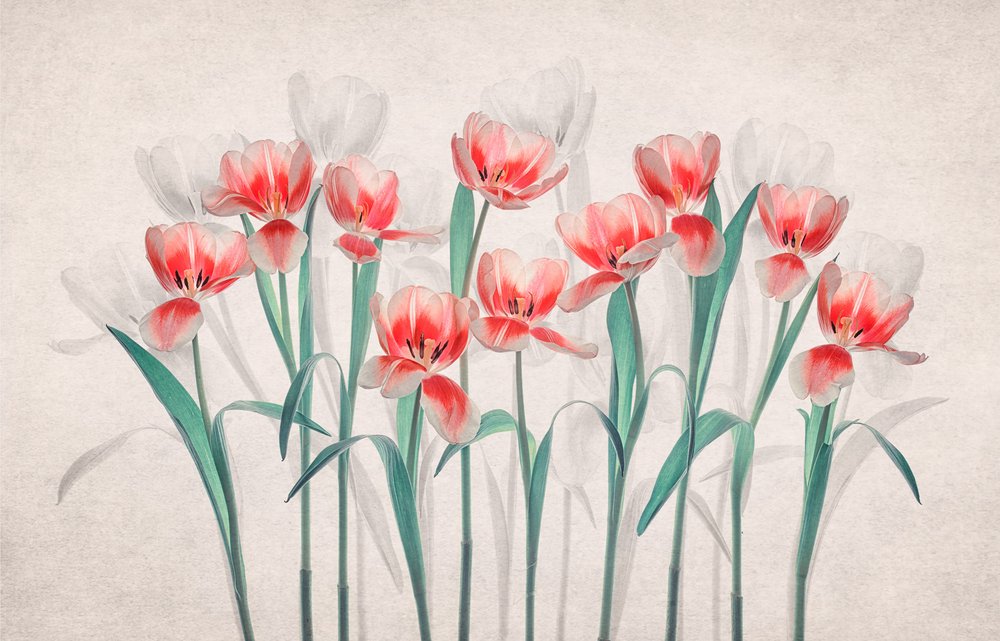 Etherische roze tulpen door Lydia Jacobs