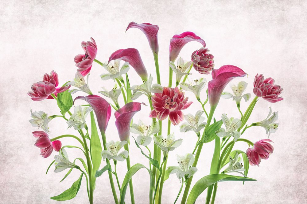 Verse roze en witte bloemen door Lydia Jacobs