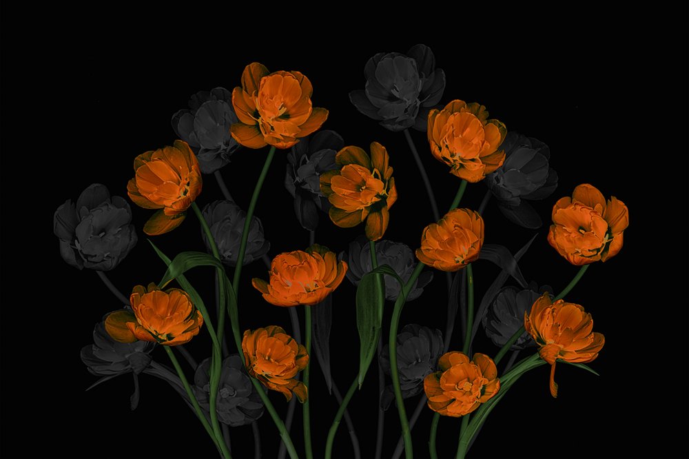 Gloeiend oranje tulpen door Lydia Jacobs