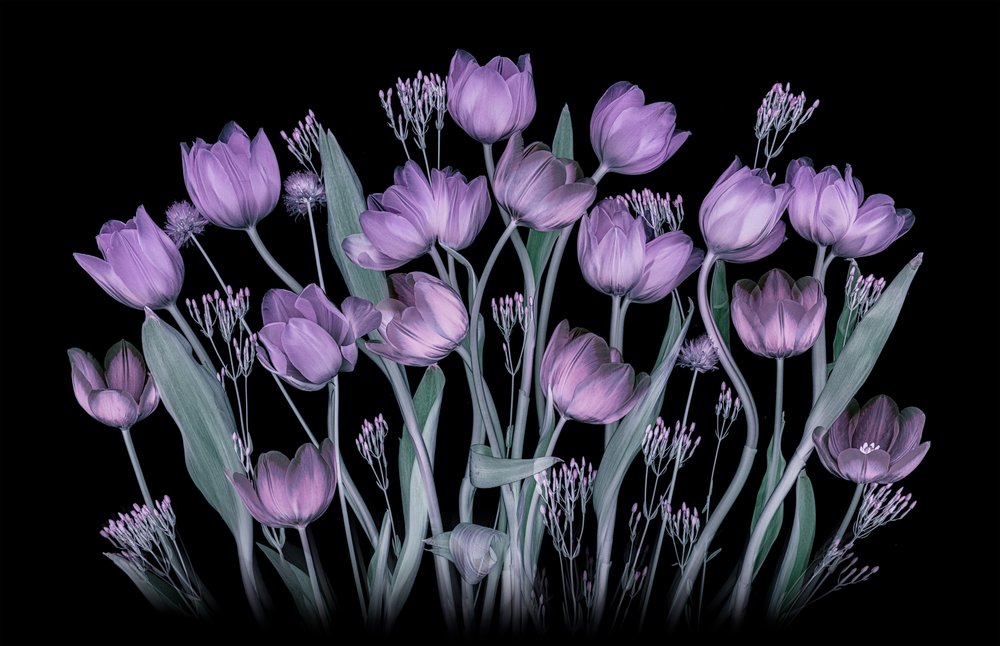 Gloeiende paarse tulpen door Lydia Jacobs