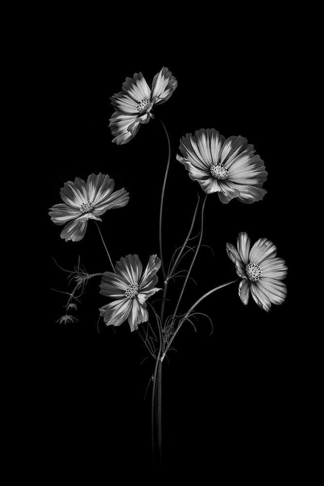 Monochrome Cosmos-bloemen door Lydia Jacobs