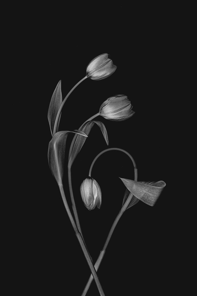 Monochrome Tulip Grace door Lydia Jacobs