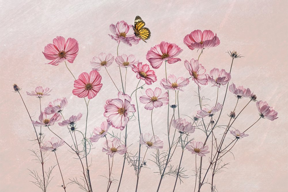 Roze Cosmos-vlinder door Lydia Jacobs
