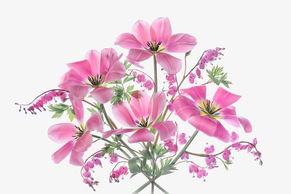 Roze lentebloemen door Lydia Jacobs