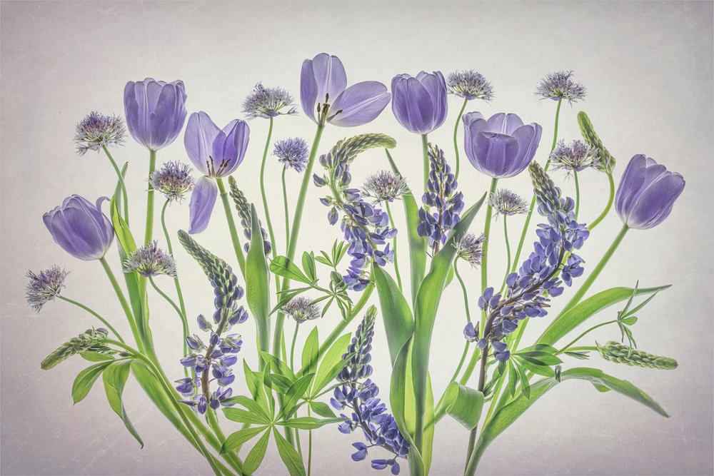 Zachtpaarse bloemen door Lydia Jacobs