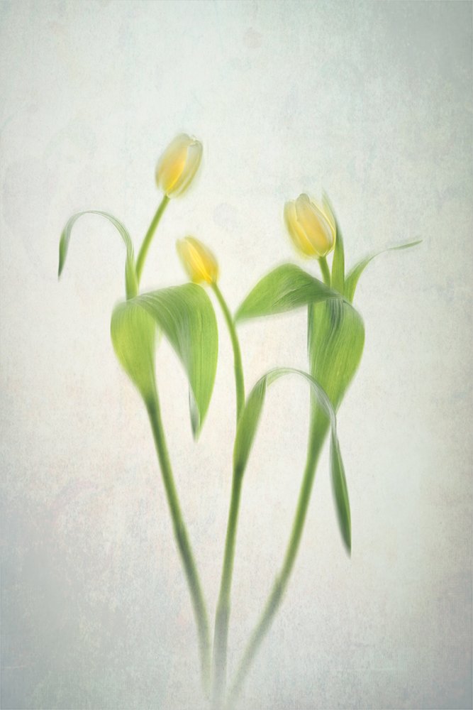Zachtgele tulpen door Lydia Jacobs