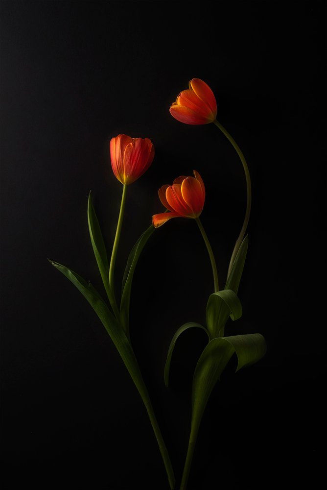 Levendige tulpen op een donkere achtergrond door Lydia Jacobs