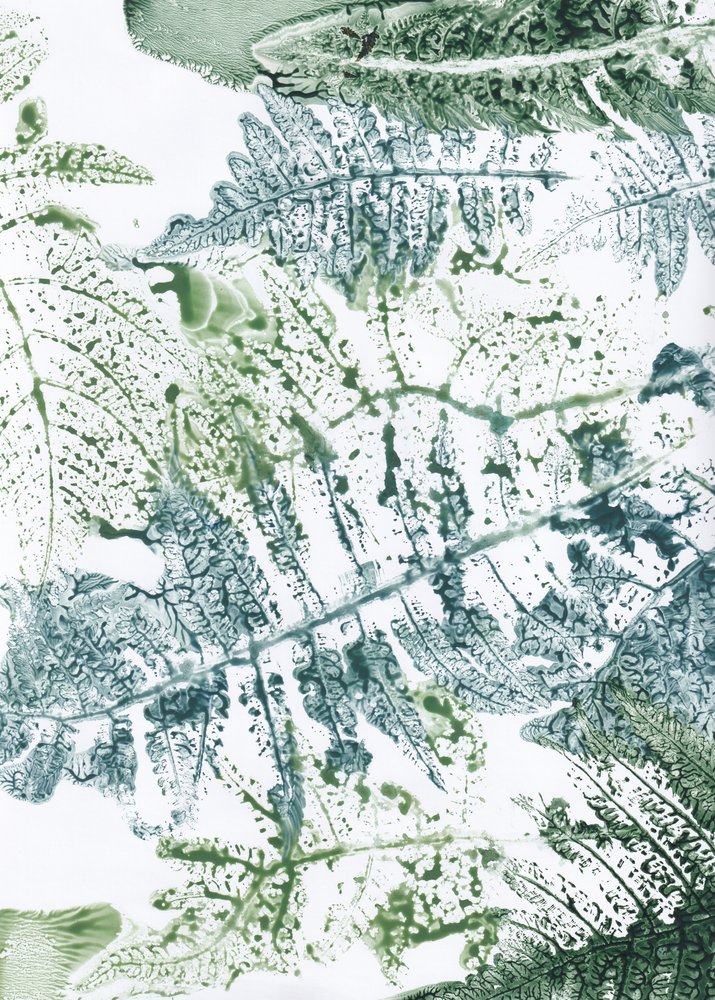Botanische varenafbeeldingen door Maira Ribena