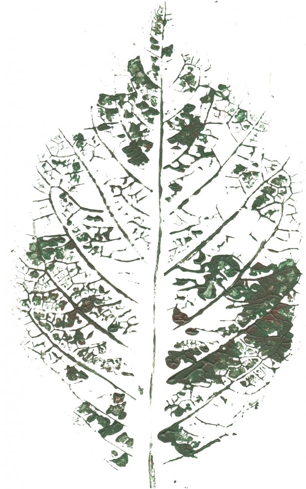 Botanische bladprint door Maira Ribena