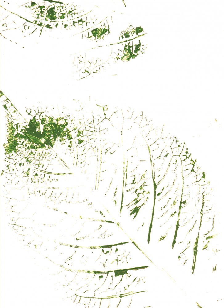 Groene bladerenprints door Maira Ribena