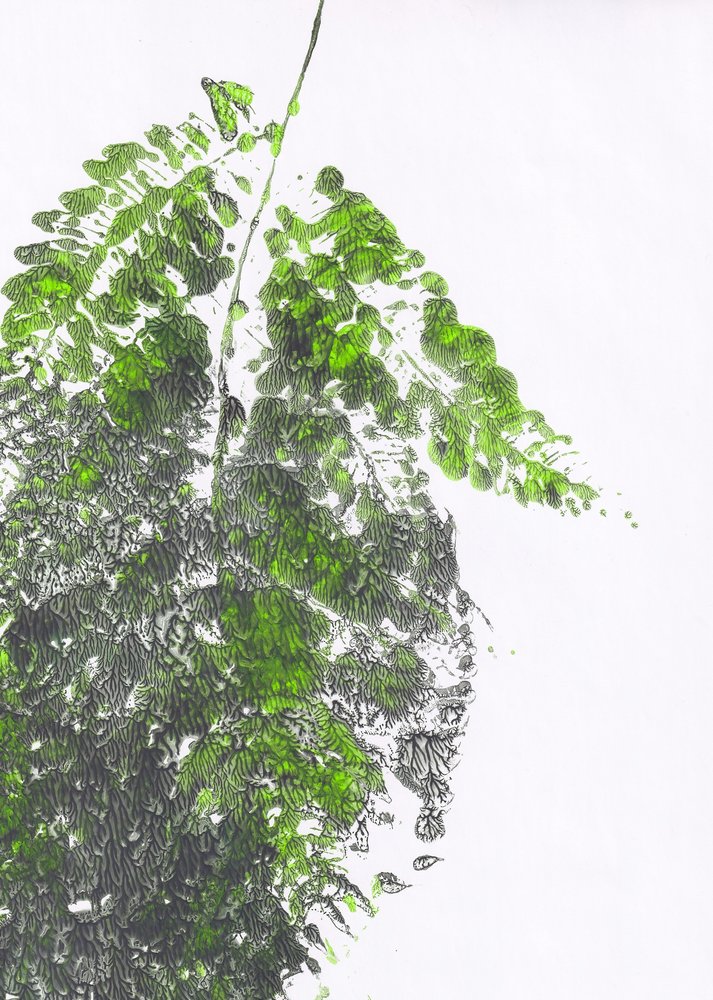 Biologische groene varen door Maira Ribena