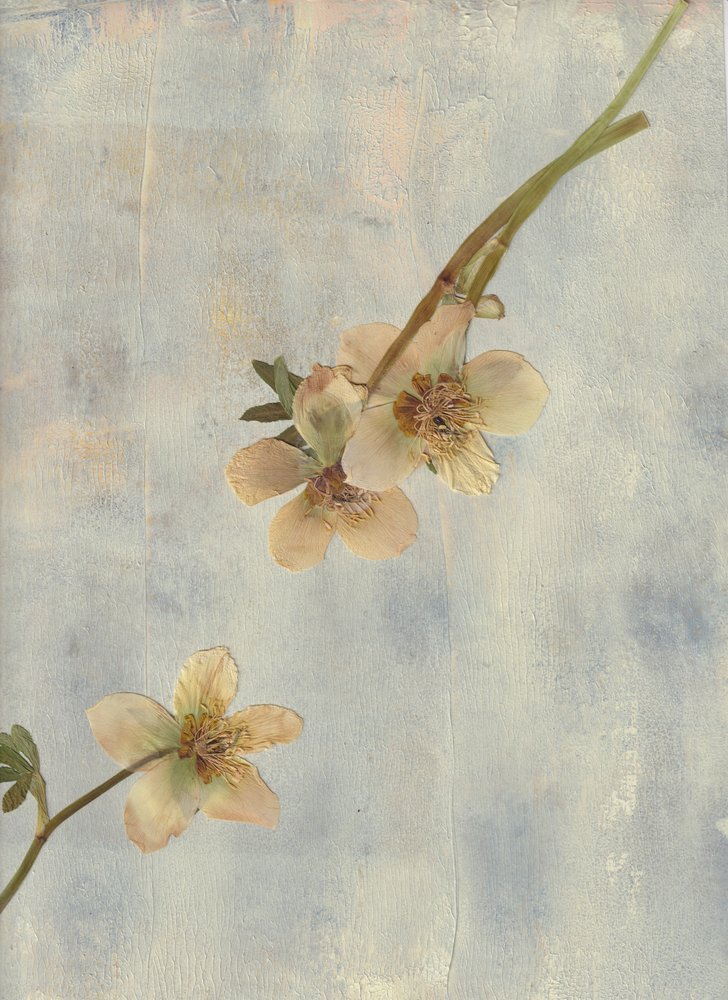 Pale Blue Botanicals door Maira Ribena