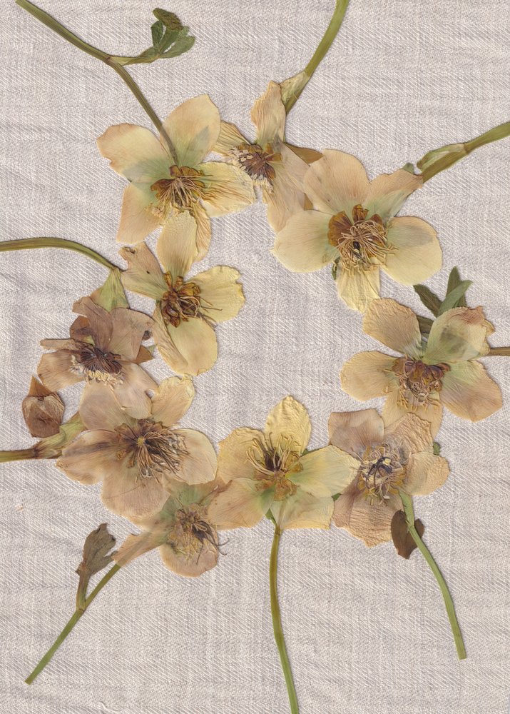 Krans van gedroogde bloemen door Maira Ribena