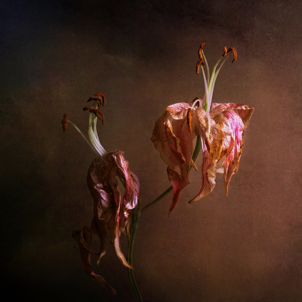 Elegante, verwelkende lelies door Margaret Halaby