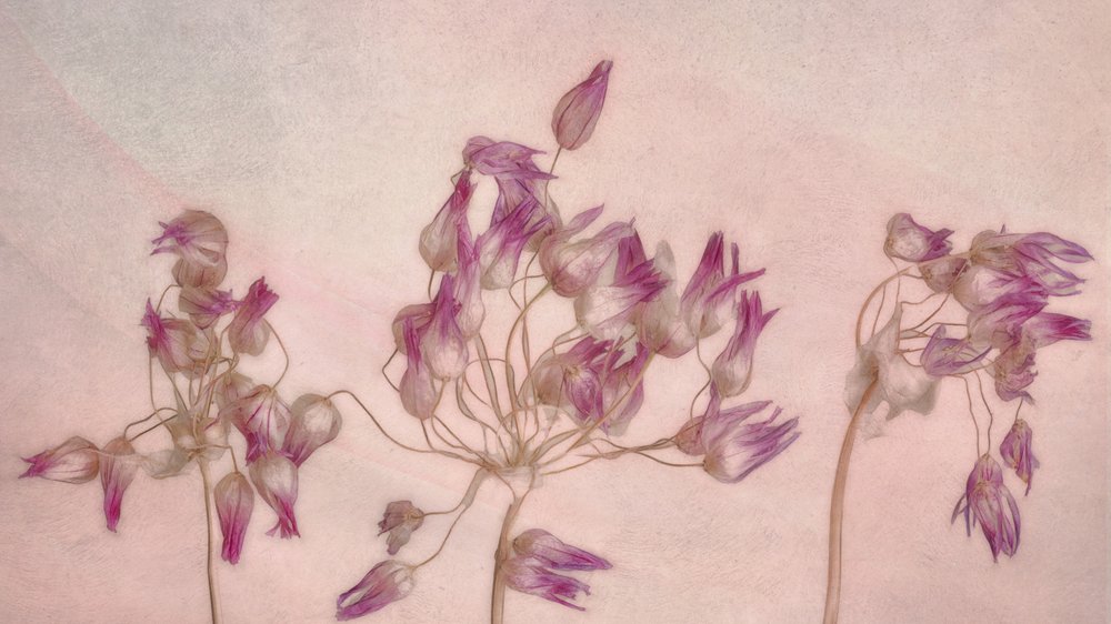 Fijne gedroogde bloemen door Marie-anne Stas