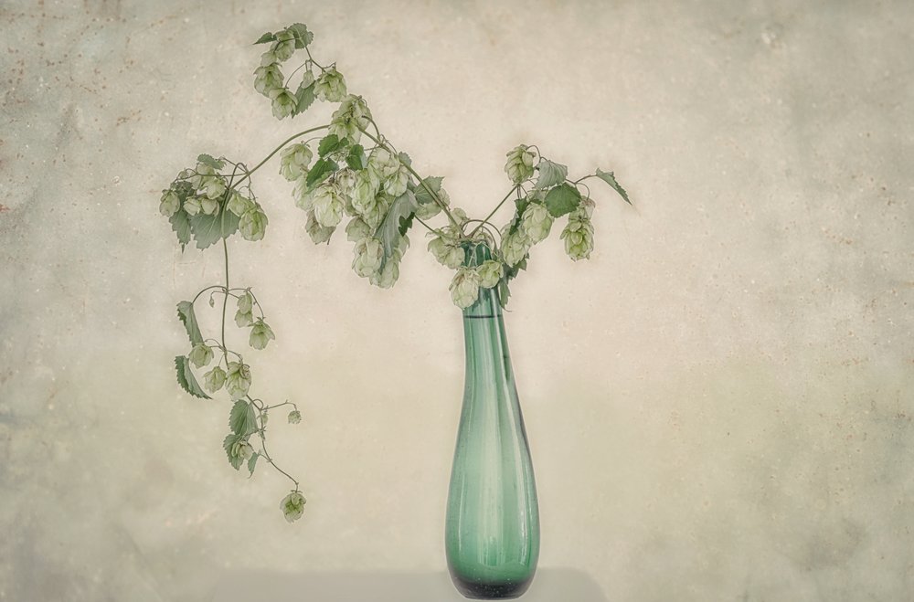 Stilleven met groene hop door Marie-anne Stas