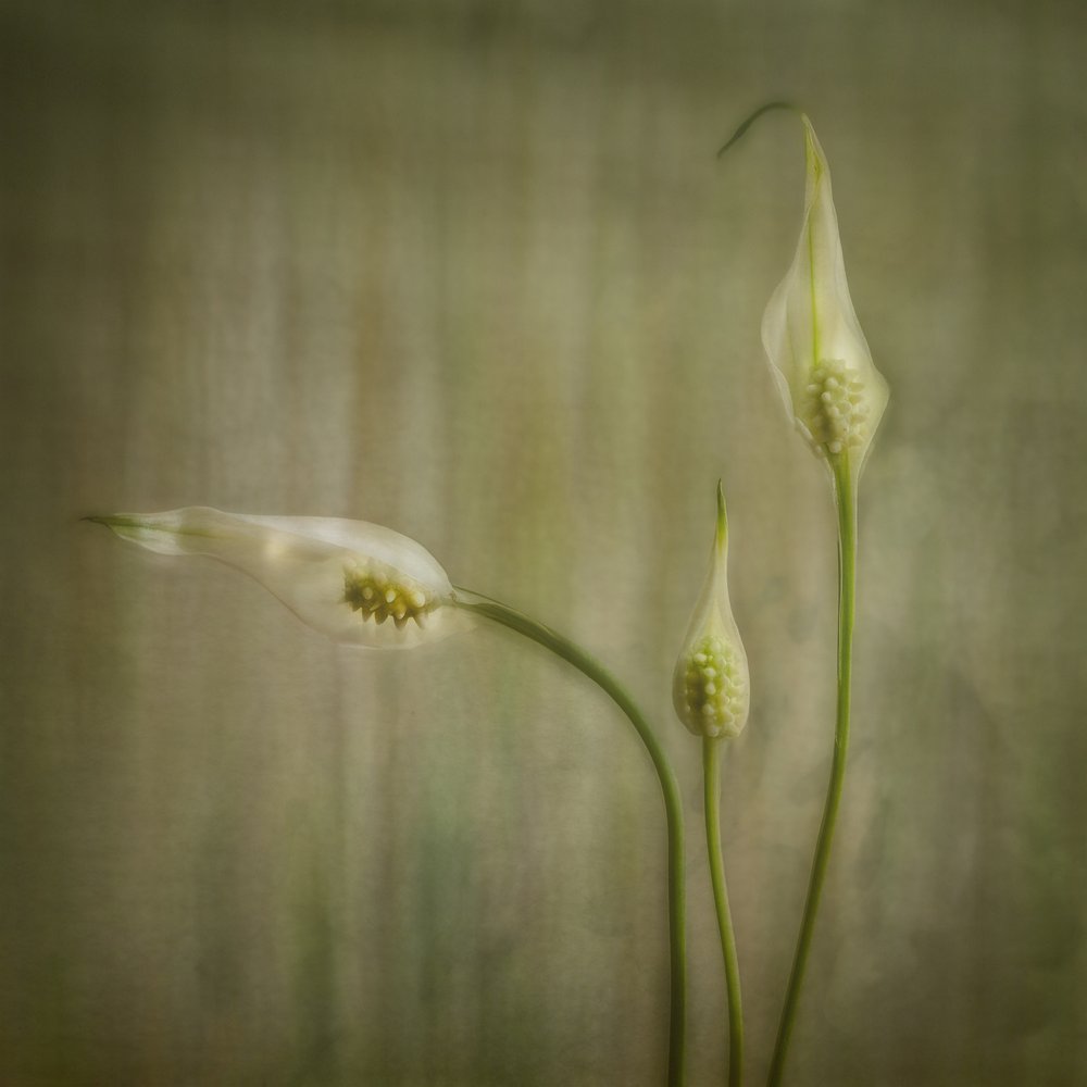Rustige leliebloemen door Marie-anne Stas