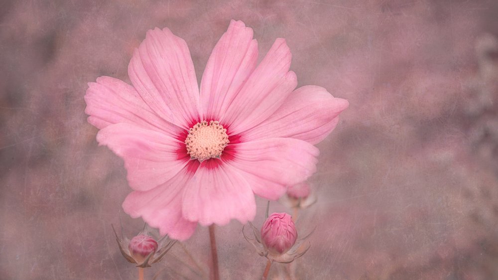Zachtroze cosmos door Marie-anne Stas