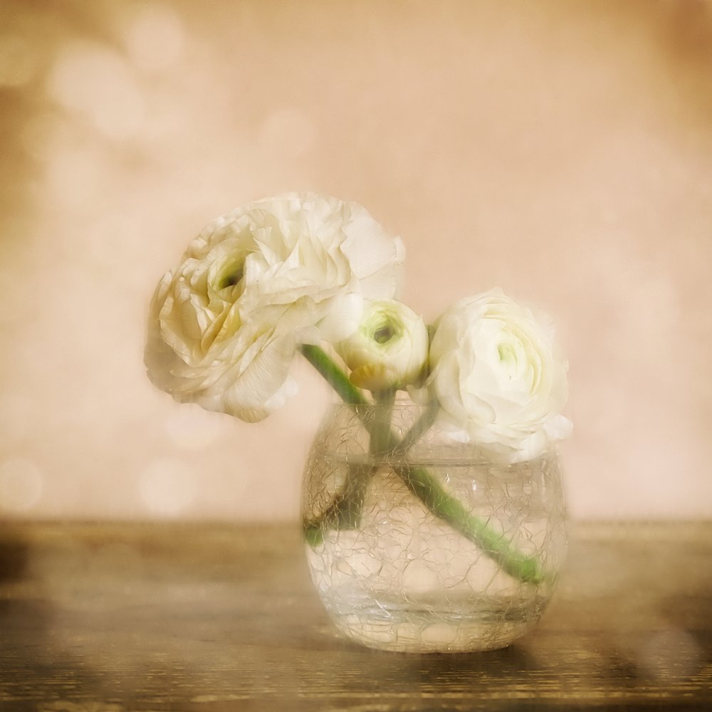 Soft Ranunculus Bloom door Marie-anne Stas