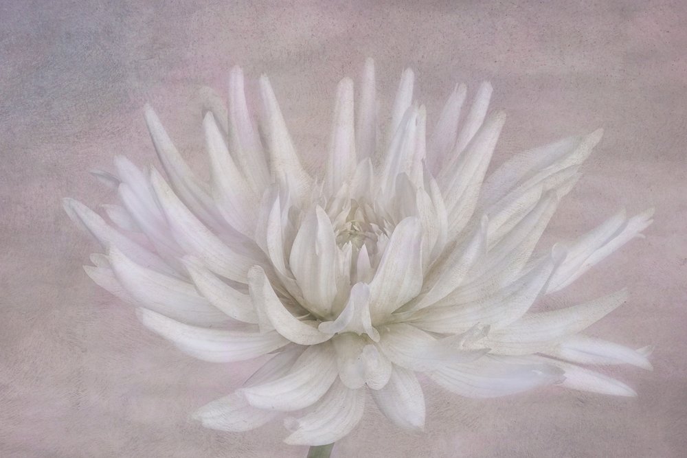 Zachtwitte dahlia door Marie-anne Stas